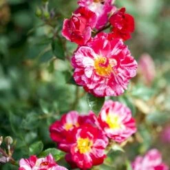 'Candy Cover'® Rosa X 'Candy Cover'® (Bunddækkerose) A-Kvalitet,- Barrods Roser Min. 3 Grene 16 'Candy Cover'® Rosa X 'Candy Cover'® (Bunddækkerose) A-Kvalitet,- Barrods Roser Min. 3 Grene -Osmoz Naturens Butik p358 51935 rosa x candy cover bunddaekkerose ab30