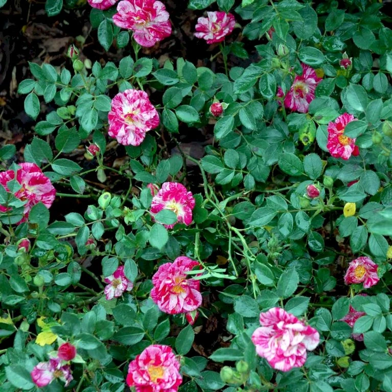 'Candy Cover'® Rosa X 'Candy Cover'® (Bunddækkerose) A-Kvalitet,- Barrods Roser Min. 3 Grene 7 'Candy Cover'® Rosa X 'Candy Cover'® (Bunddækkerose) A-Kvalitet,- Barrods Roser Min. 3 Grene - Billede 5