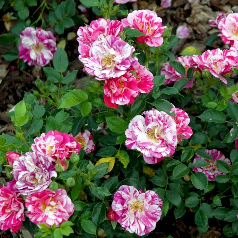 'Candy Cover'® Rosa X 'Candy Cover'® (Bunddækkerose) A-Kvalitet,- Barrods Roser Min. 3 Grene 8 'Candy Cover'® Rosa X 'Candy Cover'® (Bunddækkerose) A-Kvalitet,- Barrods Roser Min. 3 Grene - Billede 6