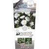'Snow PatioHit®' Rosa X 'Snow PatioHit®' 3,0 Liter Potte -Osmoz Naturens Butik p35913 39756 rosa x snow patiohit cd2e