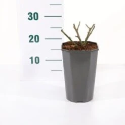 'Snow PatioHit®' Rosa X 'Snow PatioHit®' 3,0 Liter Potte -Osmoz Naturens Butik p35913 45532 rosa x snow patiohit 1c25