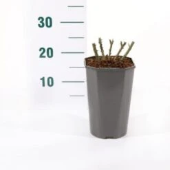 'Midnight Romanza' Rosa 'Midnight Romanza' 3,0 Liter Potte -Osmoz Naturens Butik p35916 45580 rosa midnight romanza ad6a