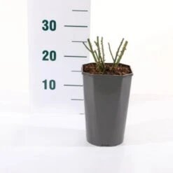 'Bailando' Rosa X 'Bailando' 3,0 Liter Potte -Osmoz Naturens Butik p35923 45466 rosa x bailando d883