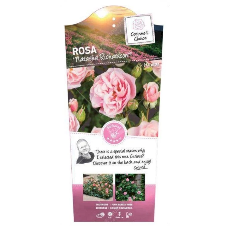'Natasha Richardson' Rosa X 'Natasha Richardson' 5 Liter Potte 3 'Natasha Richardson' Rosa X 'Natasha Richardson' 5 Liter Potte