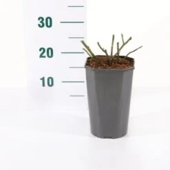 'Orange Meilove' Rosa X 'Orange Meilove' 3,0 Liter Potte -Osmoz Naturens Butik p35926 45486 rosa x orange meilove 85f1