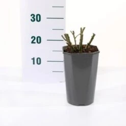 'Valencia' Rosa X 'Valencia' 3,0 Liter Potte 7 'Valencia' Rosa X 'Valencia' 3,0 Liter Potte -Osmoz Naturens Butik p35936 45561 rosa x valencia eba9