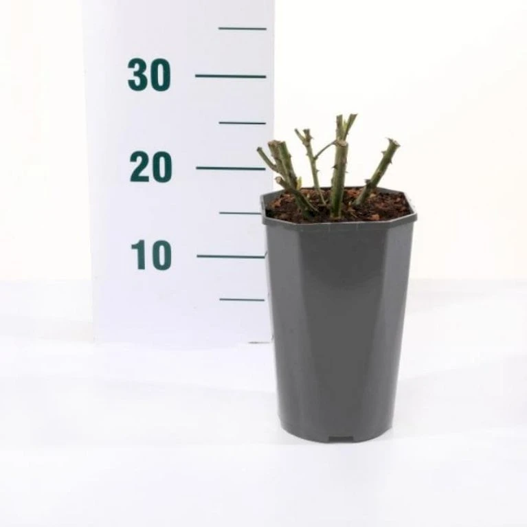 'Valencia' Rosa X 'Valencia' 3,0 Liter Potte 5 'Valencia' Rosa X 'Valencia' 3,0 Liter Potte - Billede 3