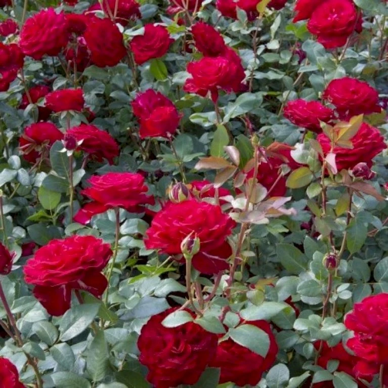 'Marlene'® Rosa X 'Marlene'® (Storblomstrende) A-Kvalitet,- Barrods Roser Min. 3 Grene 3 'Marlene'® Rosa X 'Marlene'® (Storblomstrende) A-Kvalitet,- Barrods Roser Min. 3 Grene