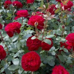 'Marlene'® Rosa X 'Marlene'® (Storblomstrende) A-Kvalitet,- Barrods Roser Min. 3 Grene 7 'Marlene'® Rosa X 'Marlene'® (Storblomstrende) A-Kvalitet,- Barrods Roser Min. 3 Grene -Osmoz Naturens Butik p35940 53984 rosa x marlene storblomstrende f285