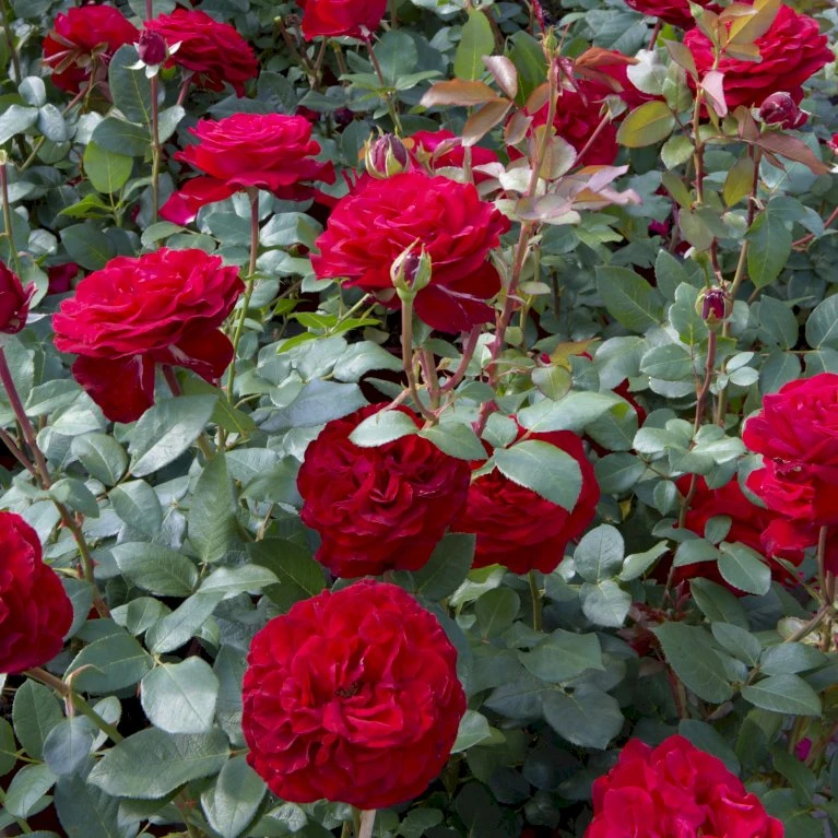 'Marlene'® Rosa X 'Marlene'® (Storblomstrende) A-Kvalitet,- Barrods Roser Min. 3 Grene 5 'Marlene'® Rosa X 'Marlene'® (Storblomstrende) A-Kvalitet,- Barrods Roser Min. 3 Grene - Billede 3