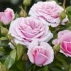 'Pacific Blue'® Rosa X 'Pacific Blue'® (Storblomstrende) A-Kvalitet,- Barrods Roser Min. 3 Grene -Osmoz Naturens Butik p35942 53344 rosa x pacific blue storblomstrende 4cad