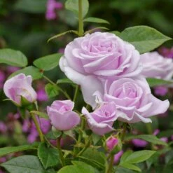 'Pacific Blue'® Rosa X 'Pacific Blue'® (Storblomstrende) A-Kvalitet,- Barrods Roser Min. 3 Grene -Osmoz Naturens Butik p35942 53988 rosa x pacific blue storblomstrende 16f0