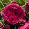 'Soul'® (syn. Ryslinge Rosen) Rosa X 'Soul'® (Storblomstrende) A-Kvalitet,- Barrods Roser Min. 3 Grene 2 'Soul'® (syn. Ryslinge Rosen) Rosa X 'Soul'® (Storblomstrende) A-Kvalitet,- Barrods Roser Min. 3 Grene -Osmoz Naturens Butik p35946 53446 rosa x soul storblomstrende 2233