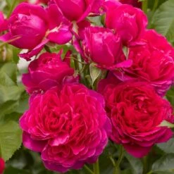 'Soul'® (syn. Ryslinge Rosen) Rosa X 'Soul'® (Storblomstrende) A-Kvalitet,- Barrods Roser Min. 3 Grene -Osmoz Naturens Butik p35946 54040 rosa x soul storblomstrende 0e4c