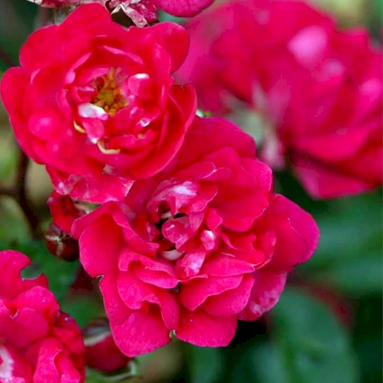 'Fairy King' Rosa X 'Fairy King' Potte 2 Liter. 3 'Fairy King' Rosa X 'Fairy King' Potte 2 Liter.