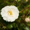 'Diamond Border'® Rosa X 'Diamond Border'® (Bunddækkerose) A-Kvalitet,- Barrods Roser Min. 3 Grene 1 'Diamond Border'® Rosa X 'Diamond Border'® (Bunddækkerose) A-Kvalitet,- Barrods Roser Min. 3 Grene -Osmoz Naturens Butik p362 51943 rosa x diamond border bunddaekkerose acc8