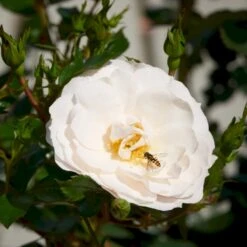 'Diamond Border'® Rosa X 'Diamond Border'® (Bunddækkerose) A-Kvalitet,- Barrods Roser Min. 3 Grene -Osmoz Naturens Butik p362 51944 rosa x diamond border bunddaekkerose c61e