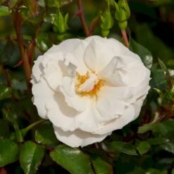 'Diamond Border'® Rosa X 'Diamond Border'® (Bunddækkerose) A-Kvalitet,- Barrods Roser Min. 3 Grene -Osmoz Naturens Butik p362 51945 rosa x diamond border bunddaekkerose 48ce