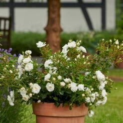 'Diamond Border'® Rosa X 'Diamond Border'® (Bunddækkerose) A-Kvalitet,- Barrods Roser Min. 3 Grene -Osmoz Naturens Butik p362 51946 rosa x diamond border bunddaekkerose 0c46