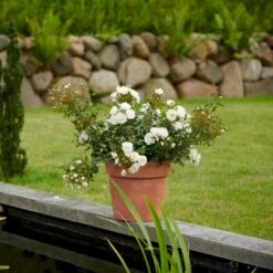 'Diamond Border'® Rosa X 'Diamond Border'® (Bunddækkerose) A-Kvalitet,- Barrods Roser Min. 3 Grene -Osmoz Naturens Butik p362 51947 rosa x diamond border bunddaekkerose a140