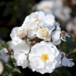 'Diamond Border'® Rosa X 'Diamond Border'® (Bunddækkerose) A-Kvalitet,- Barrods Roser Min. 3 Grene -Osmoz Naturens Butik p362 51948 rosa x diamond border bunddaekkerose 9d27