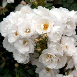 'Diamond Border'® Rosa X 'Diamond Border'® (Bunddækkerose) A-Kvalitet,- Barrods Roser Min. 3 Grene -Osmoz Naturens Butik p362 51949 rosa x diamond border bunddaekkerose 0775