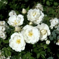 'Diamond Border'® Rosa X 'Diamond Border'® (Bunddækkerose) A-Kvalitet,- Barrods Roser Min. 3 Grene -Osmoz Naturens Butik p362 51950 rosa x diamond border bunddaekkerose 2047