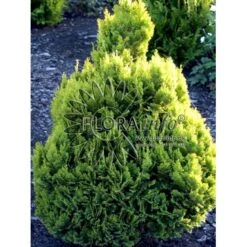 Dværg Ædelcypres 'Minima Aurea' Chamaecyparis Lawsoniana 'Minima Aurea' Potte 3,0 Liter,- 25-30 Cm. 11 Dværg Ædelcypres 'Minima Aurea' Chamaecyparis Lawsoniana 'Minima Aurea' Potte 3,0 Liter,- 25-30 Cm. -Osmoz Naturens Butik p3631 2705 chamaecyparis lawsoniana minima aurea 6464