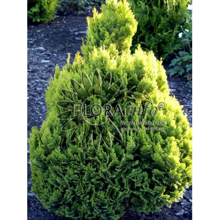 Dværg Ædelcypres 'Minima Aurea' Chamaecyparis Lawsoniana 'Minima Aurea' Potte 3,0 Liter,- 25-30 Cm. 6 Dværg Ædelcypres 'Minima Aurea' Chamaecyparis Lawsoniana 'Minima Aurea' Potte 3,0 Liter,- 25-30 Cm. - Billede 4
