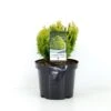 Dværg Ædelcypres 'Minima Aurea' Chamaecyparis Lawsoniana 'Minima Aurea' Potte 3,0 Liter,- 25-30 Cm.