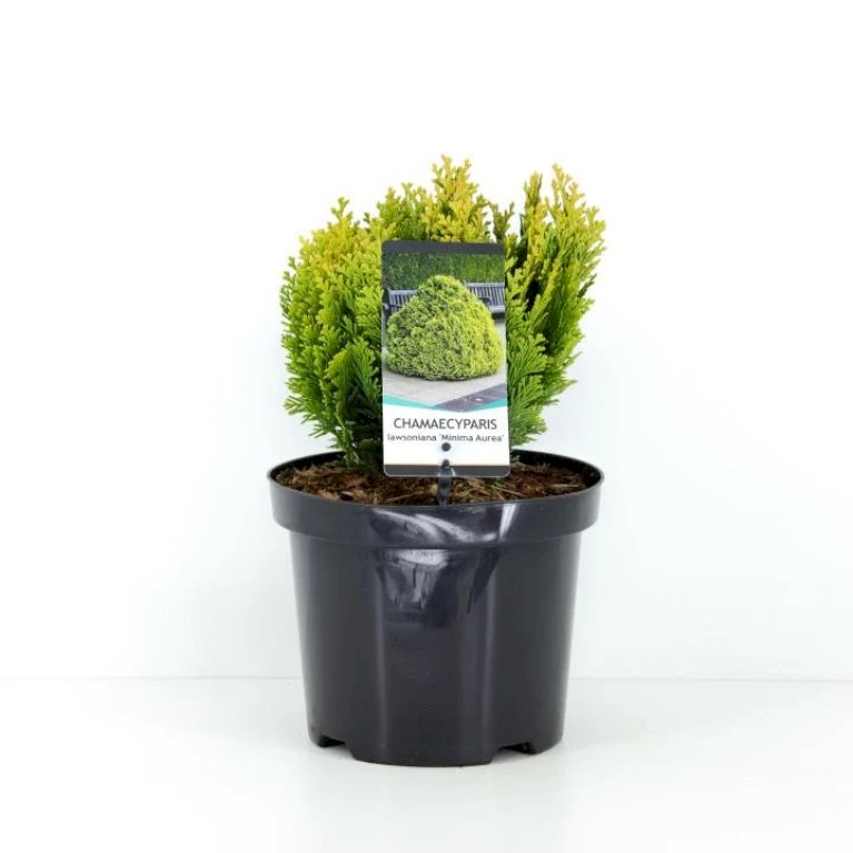 Dværg Ædelcypres 'Minima Aurea' Chamaecyparis Lawsoniana 'Minima Aurea' Potte 3,0 Liter,- 25-30 Cm. 3 Dværg Ædelcypres 'Minima Aurea' Chamaecyparis Lawsoniana 'Minima Aurea' Potte 3,0 Liter,- 25-30 Cm.