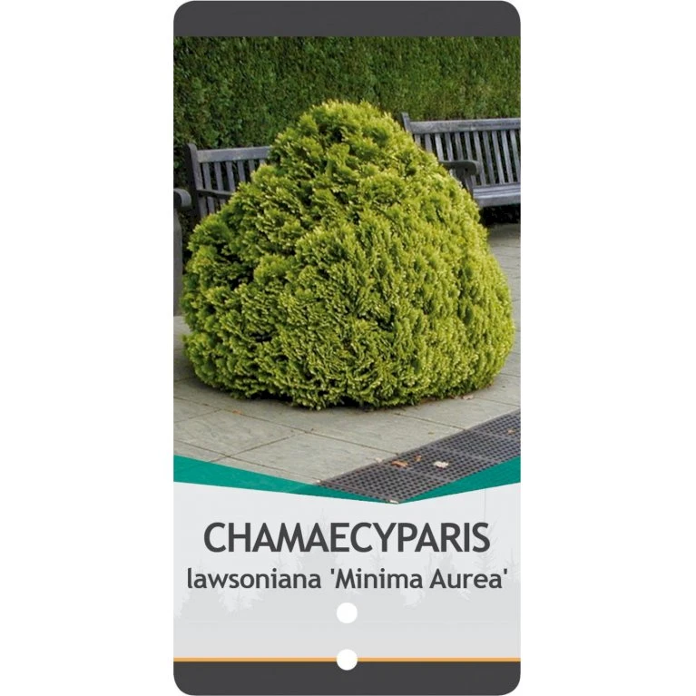 Dværg Ædelcypres 'Minima Aurea' Chamaecyparis Lawsoniana 'Minima Aurea' Potte 3,0 Liter,- 25-30 Cm. 5 Dværg Ædelcypres 'Minima Aurea' Chamaecyparis Lawsoniana 'Minima Aurea' Potte 3,0 Liter,- 25-30 Cm. - Billede 3