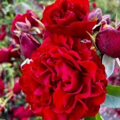 'Crazy In Love Red'™ Rosa X 'Crazy In Love Red'™ (Slyngrose) A-Kvalitet,- Barrods Roser Min. 3 Grene