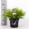Solcypres 'Kamarachiba' Chamaecyparis Obtusa 'Kamarachiba' Potte 3,0 Liter,- 25-30 Cm. -Osmoz Naturens Butik p3635 33427 chamaecyparis obtusa kamarachiba d6d0