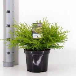Solcypres 'Kamarachiba' Chamaecyparis Obtusa 'Kamarachiba' Potte 3,0 Liter,- 25-30 Cm.