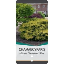 Solcypres 'Kamarachiba' Chamaecyparis Obtusa 'Kamarachiba' Potte 3,0 Liter,- 25-30 Cm. -Osmoz Naturens Butik p3635 38788 image c7af