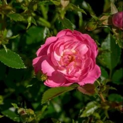 'Easy Cover'® Rosa X 'Easy Cover'® (Bunddækkerose) A-Kvalitet,- Barrods Roser Min. 3 Grene 14 'Easy Cover'® Rosa X 'Easy Cover'® (Bunddækkerose) A-Kvalitet,- Barrods Roser Min. 3 Grene -Osmoz Naturens Butik p363 51953 rosa x easy cover bunddaekkerose 23b9