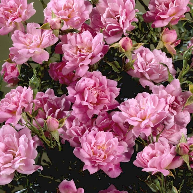 'Easy Cover'® Rosa X 'Easy Cover'® (Bunddækkerose) A-Kvalitet,- Barrods Roser Min. 3 Grene 7 'Easy Cover'® Rosa X 'Easy Cover'® (Bunddækkerose) A-Kvalitet,- Barrods Roser Min. 3 Grene - Billede 5