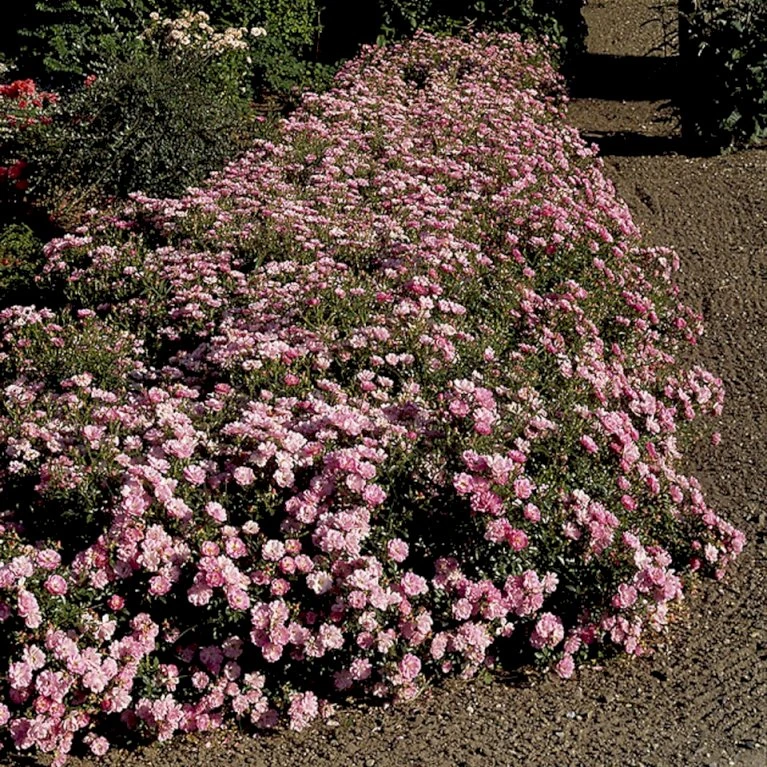 'Easy Cover'® Rosa X 'Easy Cover'® (Bunddækkerose) A-Kvalitet,- Barrods Roser Min. 3 Grene 8 'Easy Cover'® Rosa X 'Easy Cover'® (Bunddækkerose) A-Kvalitet,- Barrods Roser Min. 3 Grene - Billede 6