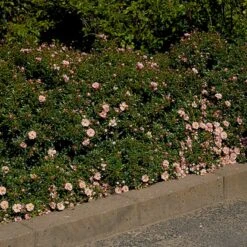 'Gentle Cover'® Rosa X 'Gentle Cover'® (Bunddækkerose) A-Kvalitet,- Barrods Roser Min. 3 Grene 11 'Gentle Cover'® Rosa X 'Gentle Cover'® (Bunddækkerose) A-Kvalitet,- Barrods Roser Min. 3 Grene -Osmoz Naturens Butik p364 51962 rosa x gentle cover bunddaekkerose d3df