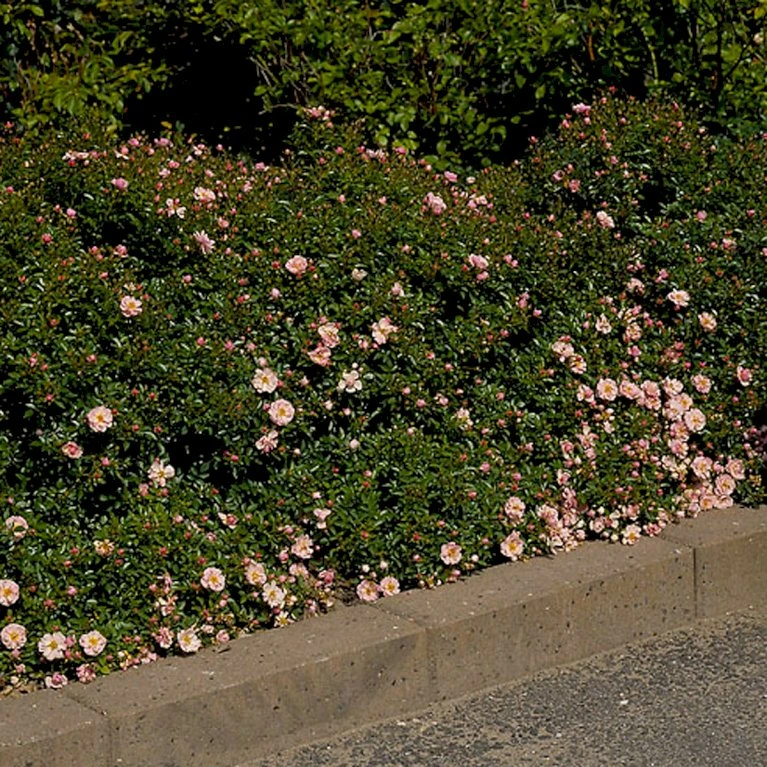 'Gentle Cover'® Rosa X 'Gentle Cover'® (Bunddækkerose) A-Kvalitet,- Barrods Roser Min. 3 Grene 5 'Gentle Cover'® Rosa X 'Gentle Cover'® (Bunddækkerose) A-Kvalitet,- Barrods Roser Min. 3 Grene - Billede 3