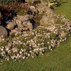 'Gentle Cover'® Rosa X 'Gentle Cover'® (Bunddækkerose) A-Kvalitet,- Barrods Roser Min. 3 Grene 12 'Gentle Cover'® Rosa X 'Gentle Cover'® (Bunddækkerose) A-Kvalitet,- Barrods Roser Min. 3 Grene -Osmoz Naturens Butik p364 51963 rosa x gentle cover bunddaekkerose 7d6f