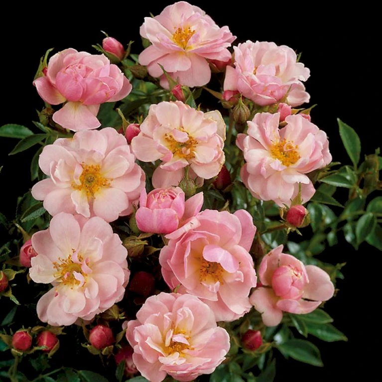 'Gentle Cover'® Rosa X 'Gentle Cover'® (Bunddækkerose) A-Kvalitet,- Barrods Roser Min. 3 Grene 7 'Gentle Cover'® Rosa X 'Gentle Cover'® (Bunddækkerose) A-Kvalitet,- Barrods Roser Min. 3 Grene - Billede 5