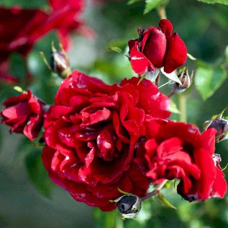 'Sympathie'® Rosa X 'Sympathie'® (Slyngrose) A-Kvalitet,- Barrods Roser Min. 3 Grene 3 'Sympathie'® Rosa X 'Sympathie'® (Slyngrose) A-Kvalitet,- Barrods Roser Min. 3 Grene