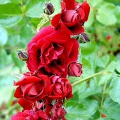 'Sympathie'® Rosa X 'Sympathie'® (Slyngrose) A-Kvalitet,- Barrods Roser Min. 3 Grene 15 'Sympathie'® Rosa X 'Sympathie'® (Slyngrose) A-Kvalitet,- Barrods Roser Min. 3 Grene -Osmoz Naturens Butik p3653 52914 rosa x sympathie slyngrose eb43