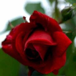 'Sympathie'® Rosa X 'Sympathie'® (Slyngrose) A-Kvalitet,- Barrods Roser Min. 3 Grene 16 'Sympathie'® Rosa X 'Sympathie'® (Slyngrose) A-Kvalitet,- Barrods Roser Min. 3 Grene -Osmoz Naturens Butik p3653 52916 rosa x sympathie slyngrose 4be6