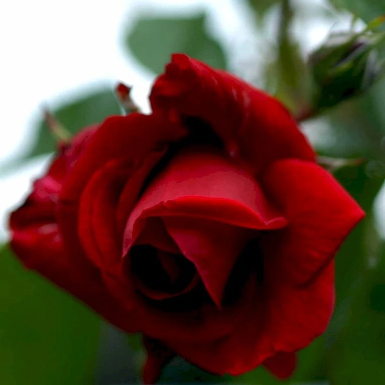 'Sympathie'® Rosa X 'Sympathie'® (Slyngrose) A-Kvalitet,- Barrods Roser Min. 3 Grene 6 'Sympathie'® Rosa X 'Sympathie'® (Slyngrose) A-Kvalitet,- Barrods Roser Min. 3 Grene - Billede 4