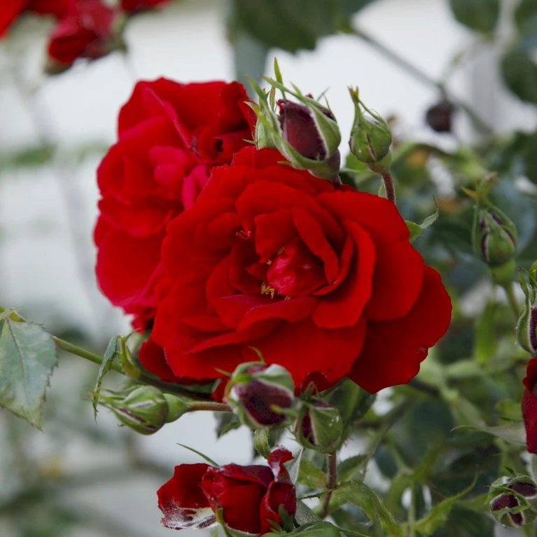 'Sympathie'® Rosa X 'Sympathie'® (Slyngrose) A-Kvalitet,- Barrods Roser Min. 3 Grene 7 'Sympathie'® Rosa X 'Sympathie'® (Slyngrose) A-Kvalitet,- Barrods Roser Min. 3 Grene - Billede 5