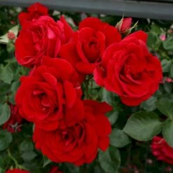 'Sympathie'® Rosa X 'Sympathie'® (Slyngrose) A-Kvalitet,- Barrods Roser Min. 3 Grene 18 'Sympathie'® Rosa X 'Sympathie'® (Slyngrose) A-Kvalitet,- Barrods Roser Min. 3 Grene -Osmoz Naturens Butik p3653 53672 rosa x sympathie slyngrose b345