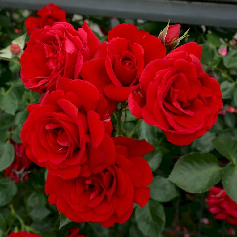 'Sympathie'® Rosa X 'Sympathie'® (Slyngrose) A-Kvalitet,- Barrods Roser Min. 3 Grene 8 'Sympathie'® Rosa X 'Sympathie'® (Slyngrose) A-Kvalitet,- Barrods Roser Min. 3 Grene - Billede 6